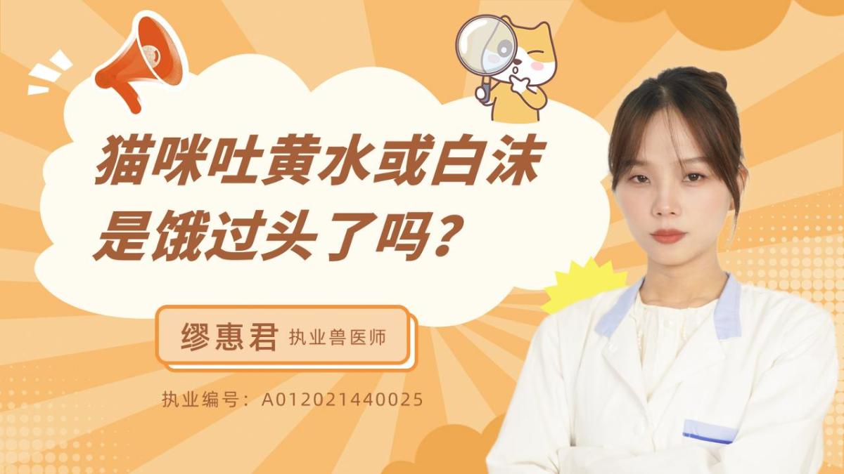 猫咪吐黄水或白沫是饿过头了吗？