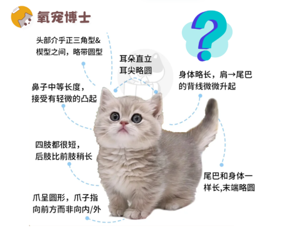 曼基康矮脚猫饲养指南