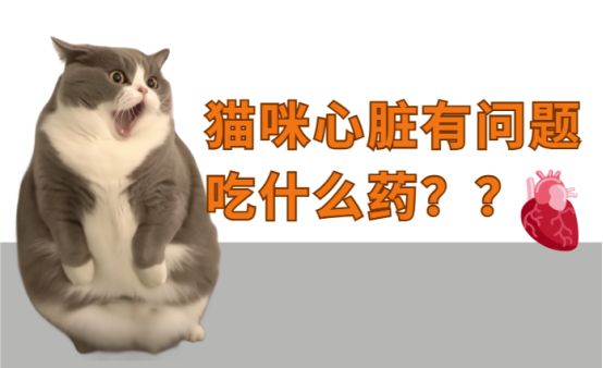 猫咪心脏有问题吃什么药？