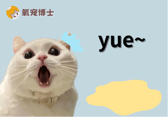 猫咪吐黄水是什么病？