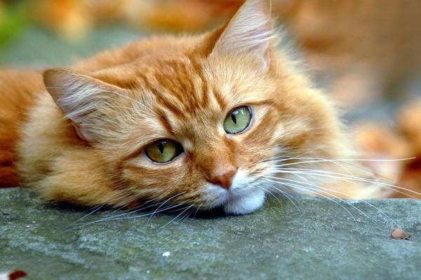 猫咪常见的传染病有哪些