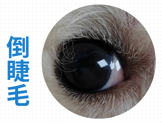 狗狗眼睛红怎么办?