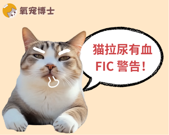猫拉尿有血怎么回事