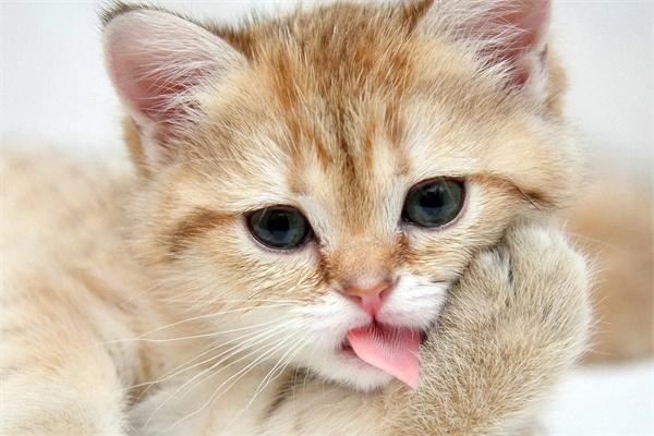 猫咪为什么臭烘烘的？