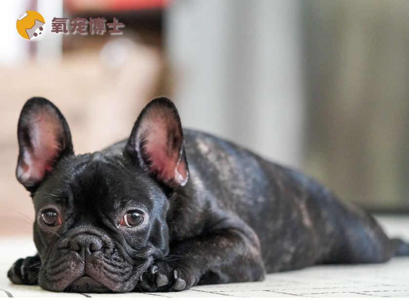 狗狗打架被咬伤用什么药？