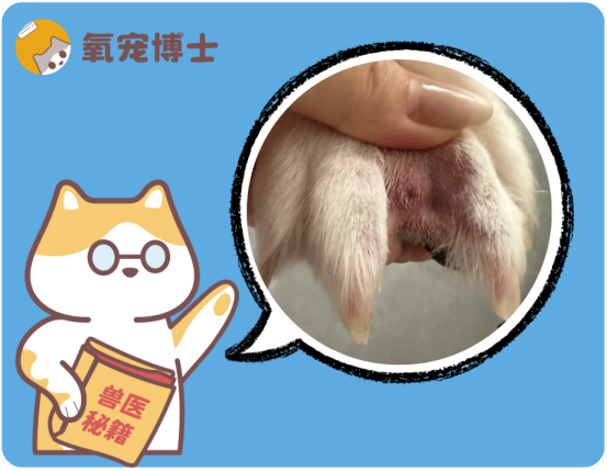 狗狗腳趾中間紅腫鼓鼓的？當心趾間膿皮症！