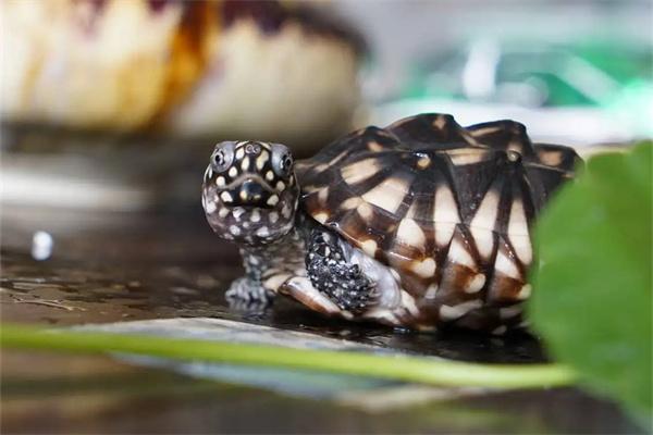 怎么打造乌龟的生活环境？