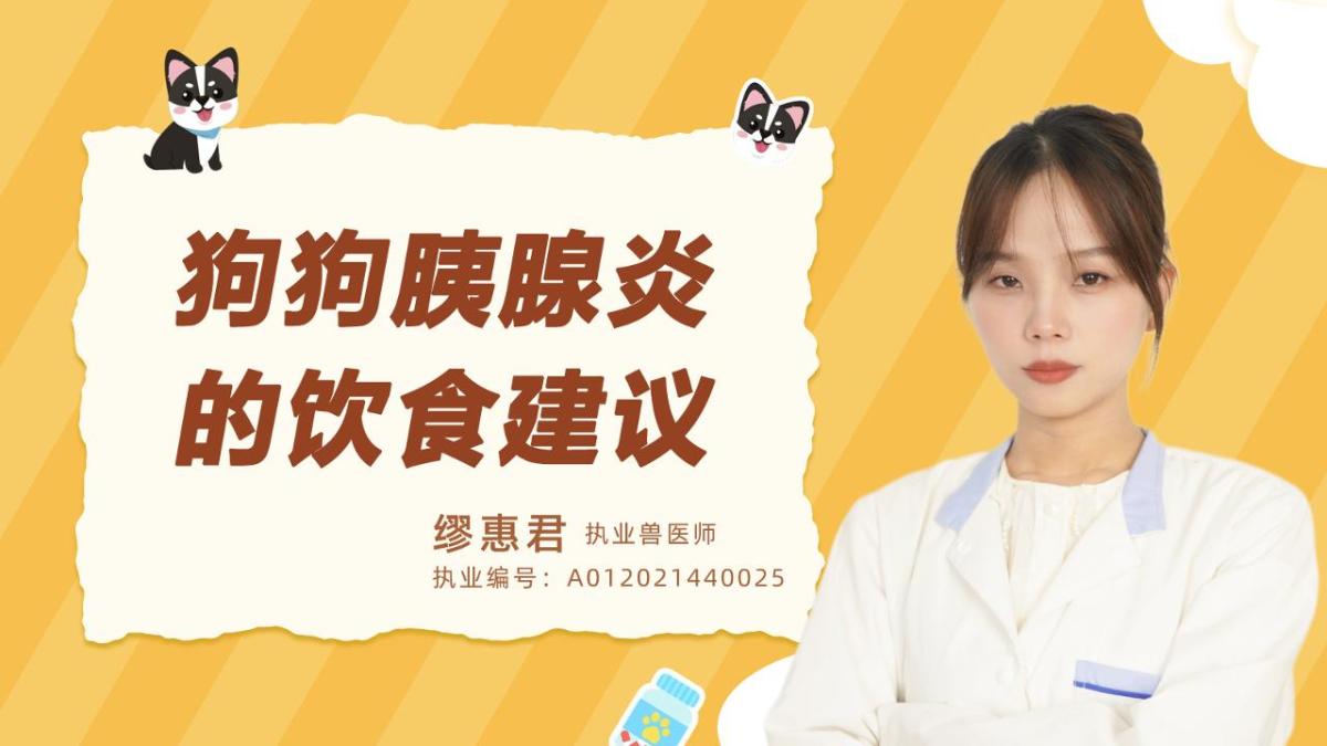 狗狗胰腺炎的饮食建议