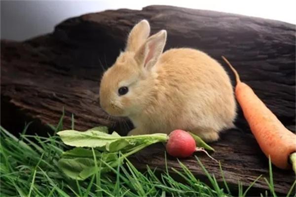 兔子不爱吃草只吃兔粮怎么办？