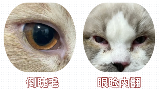 猫一只眼睛流泪怎么办