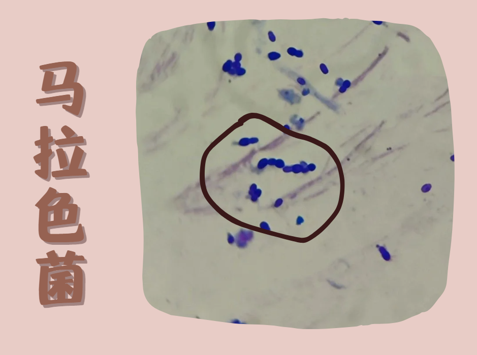 貓咪馬拉色菌