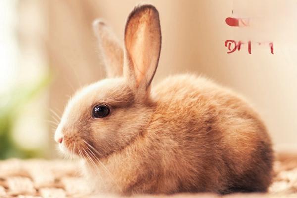兔子耳痒病的症状和治疗方法