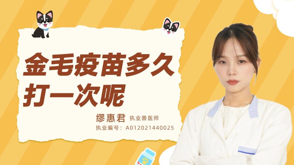 金毛疫苗多久打一次呢？