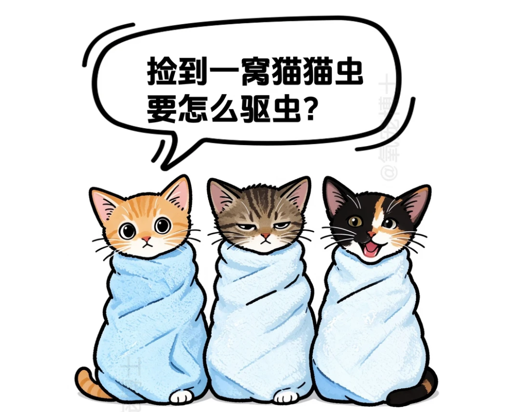 捡到小奶猫怎么驱虫？喵生第一次驱虫安全指南