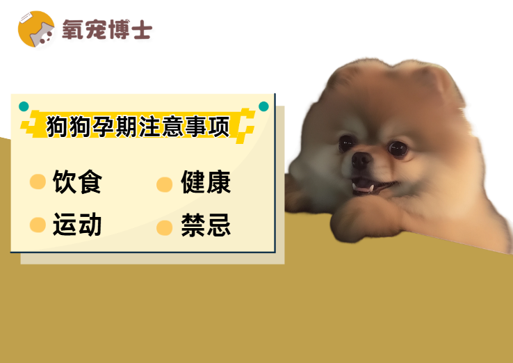 狗狗怀孕了有什么注意事项？