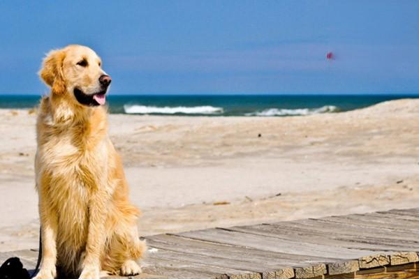 狗狗巨肠炎的症状及常规治疗方法