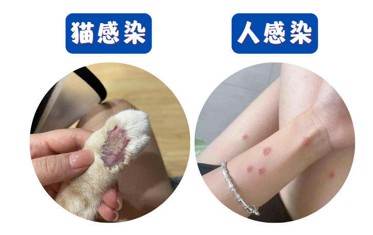 猫咪感染猫癣用什么药浴？