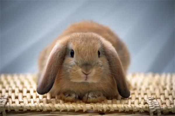 荷兰侏儒兔的喂食方法