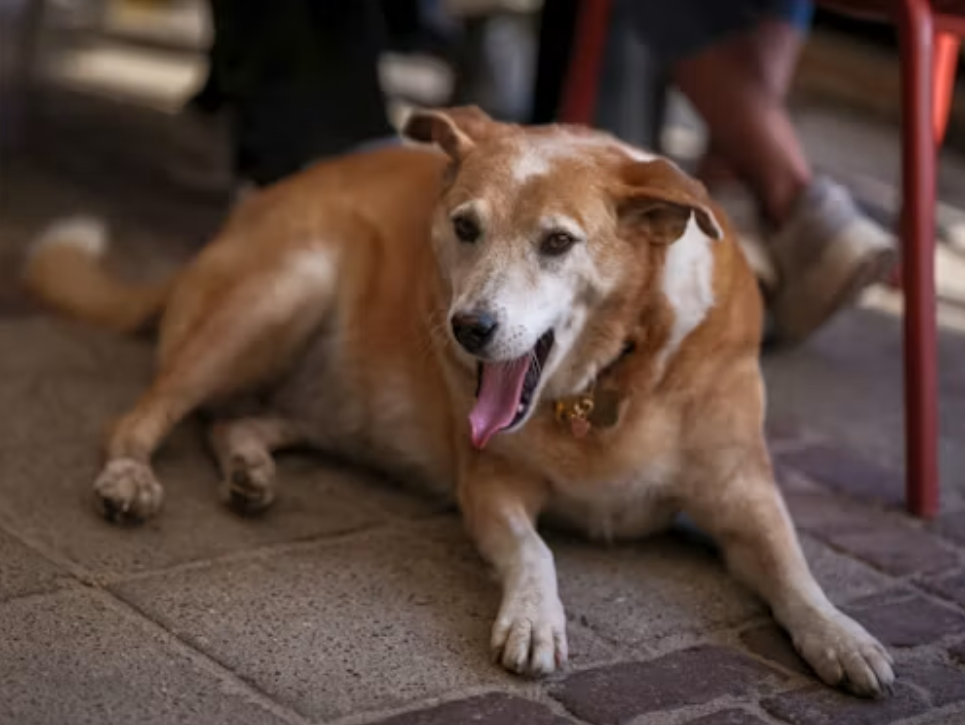 狗狗二尖瓣反流