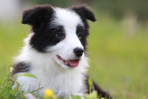一個月大的蘇格蘭牧羊犬吃什麼