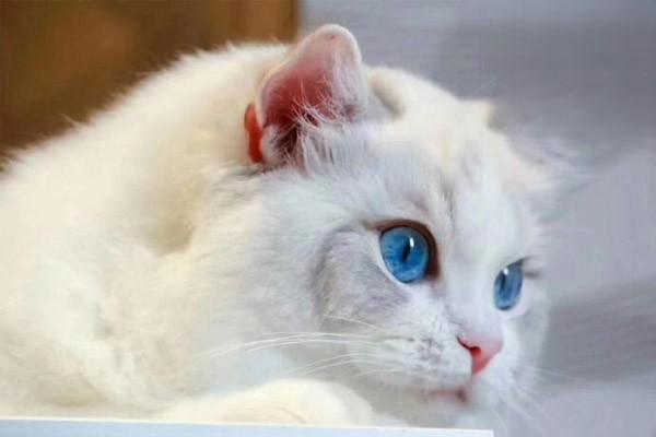 蓝眼睛白色的猫咪听不见