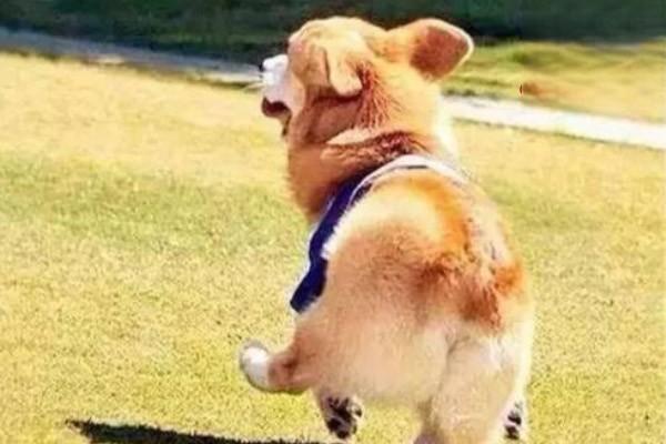 犬猫的必须氨基酸
