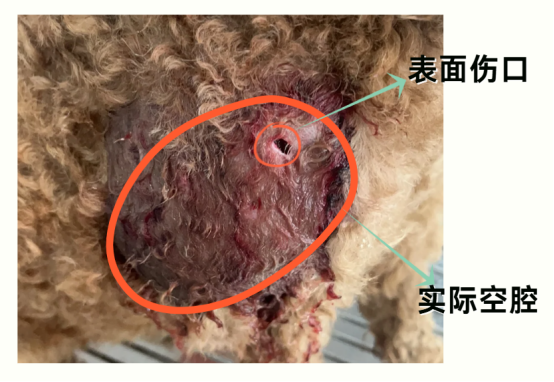 狗狗打架被咬伤怎么处理伤口？