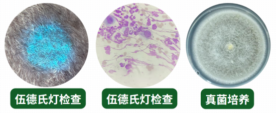 狗癣用什么药？