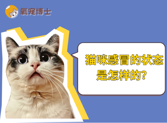 猫咪感冒的状态