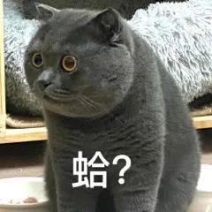 猫咪表情包