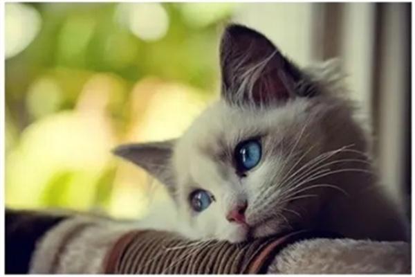 猫咪尿道堵塞的病因及治疗方法