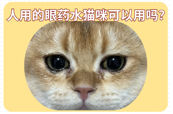 人用的眼药水猫咪可以用吗？