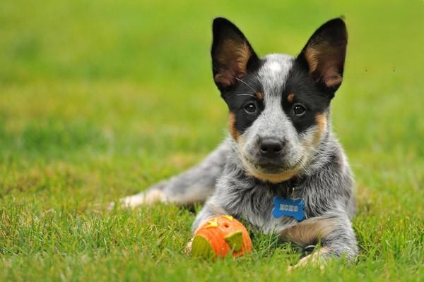 比熊犬懷孕吃什麼好