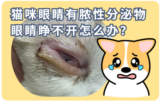 猫咪眼睛有脓性分泌物睁不开怎么办？