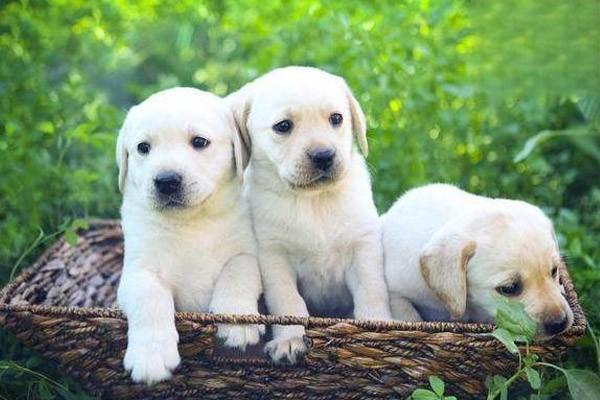斗牛犬性格怎么样