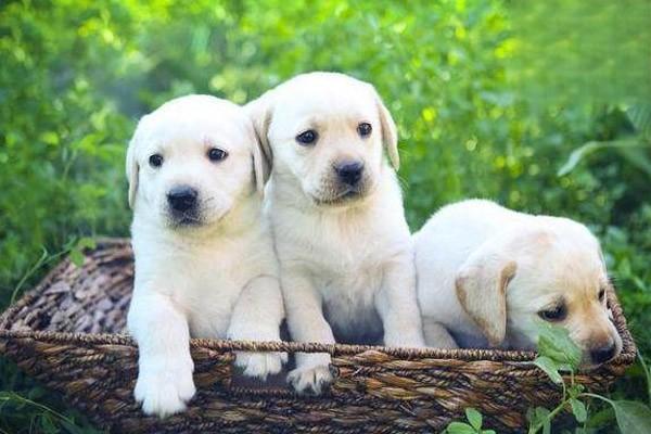 鬥牛犬性格怎麼樣