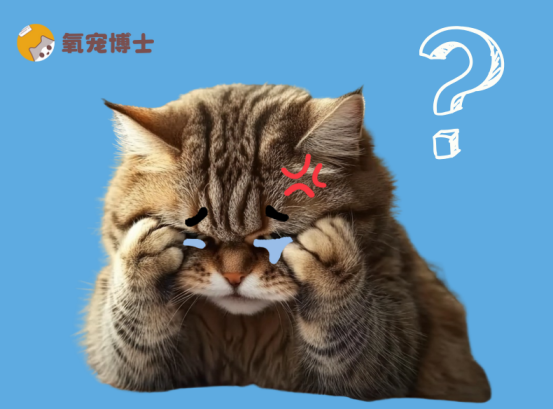 猫咪有一只眼睛一直流眼泪
