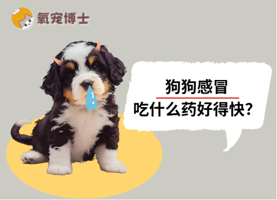 狗狗感冒吃什么药好得快