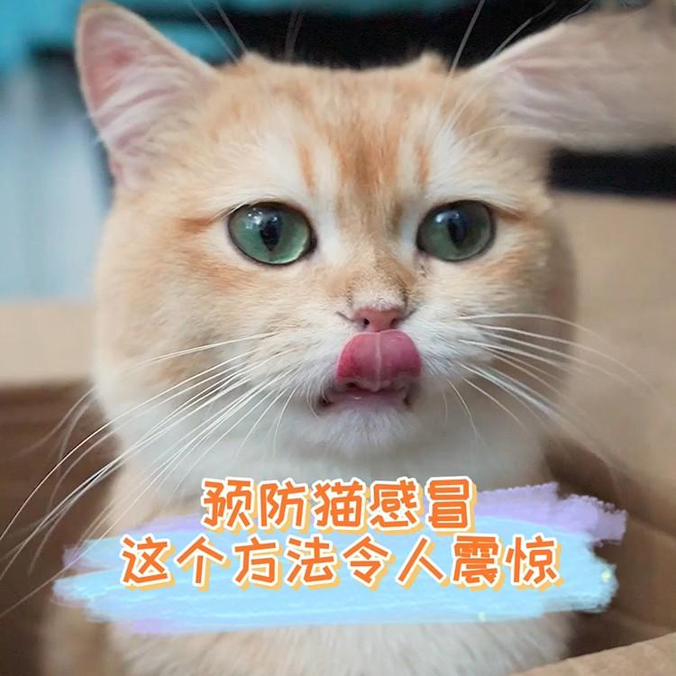 预防猫感冒的土方法，简直令人震惊