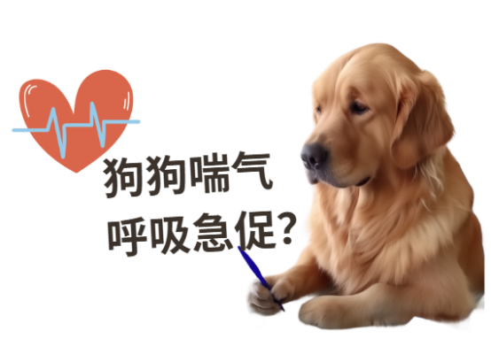 狗狗喘氣很急促是什麼原因？可能預示著這些嚴重問題！