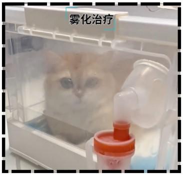 猫咪得猫鼻支鼻子堵住了怎么办？