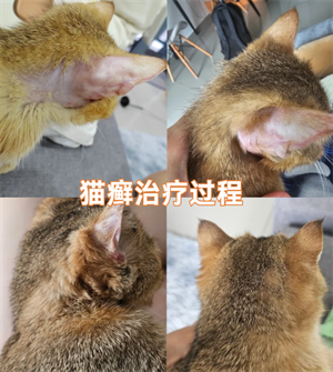 猫癣用什么药效果好