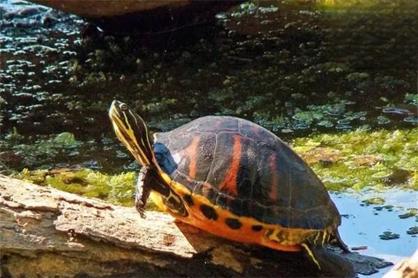 如何鉴别乌龟性别和年龄？