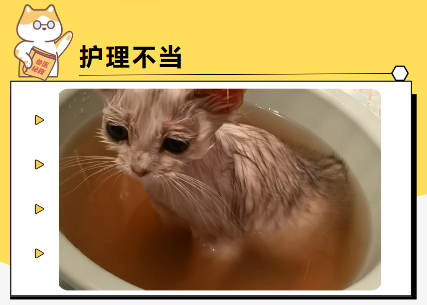 猫掉毛的原因