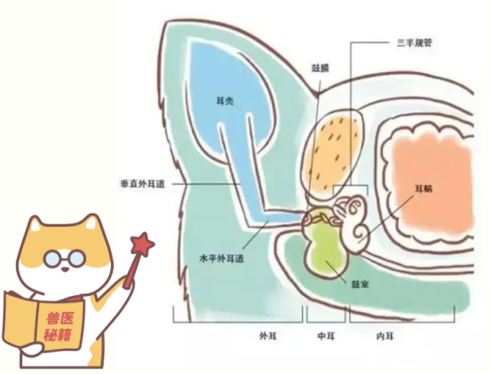 狗狗总是摇头甩耳朵