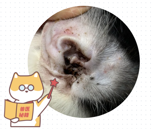 小猫耳朵痒一个劲挠