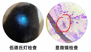 猫癣的诊断方法