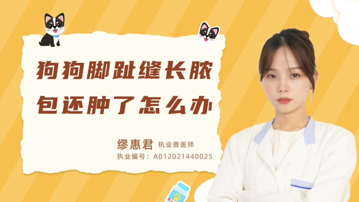 狗狗腳縫長膿包還腫了怎么辦？
