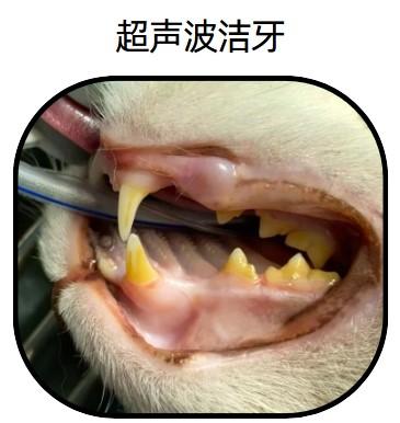 貓咪去口臭最快方法大揭秘