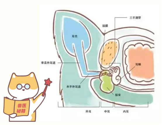 猫咪耳朵结构